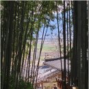 상사남성경로당 | [전남 구례] 노랗게 물든 산수유 축제 &amp; 당몰샘과 고택 쌍산재