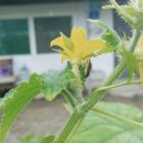 옥계마을 이미지