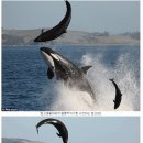범고래 이미지