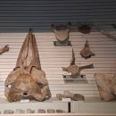 장생포고래박물관 이미지