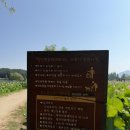 4591 | [함안 아기랑] 연꽃 개화시기 8월까지! 8개월 아기랑 함안연꽃테마파크 다녀온 후기 (+주차 꿀팁)