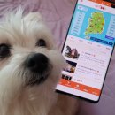 하트애견 이미지