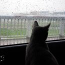 낭만고양이 이미지