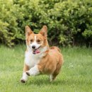 마요 펫 이미지