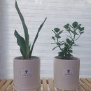 조니플라워&디자인