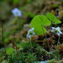 홀꽃노루발(Moneses uniflora) 이미지