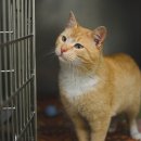 황금산 고양이 이미지