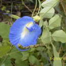 나비완두( Clitoria) 도선님표 이미지