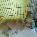 신동-119 이미지