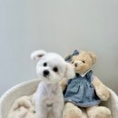 송댕송댕 이미지