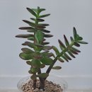 화월농장 이미지