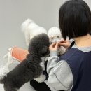 꼬순내유치원 | 대전 도안동 애견유치원 첫 시작, 꼬순내하우스 가오픈 이야기
