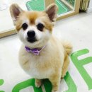 마이독스 이미지