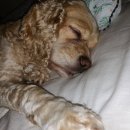 댕댕묭실 이미지