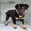 광주TNR동물병원(초월) 이미지