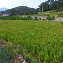 청도석유