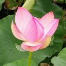 수완1제 이미지