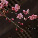 삼월