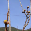 보리수농장 이미지