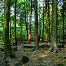 치유의 숲 이미지