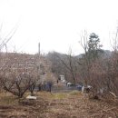 금박산농장 Daum카페