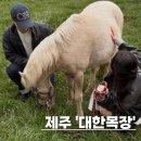 인원목장 | 제주 서귀포 대한목장 카페 소개와 홀스테라피 커플 스냅촬영 체험 후기