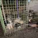 산아래 가마솥 삼계탕 이미지