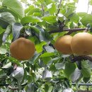 천안배원예농협 농산물산지유통센터 이미지