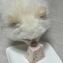 댕가댕가 이미지