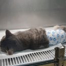 유명동물병원 이미지