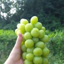 다름 과일 이미지