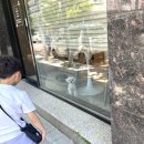 끌레르독 | 청주 분평동 애견미용실 끌레르독 말티즈 애견미용 후기