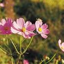 코스모스영어학원 - 성북구 돌곶이로40길 46 | 코스모스영어학원