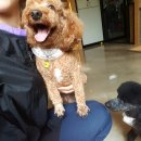 빵이펫살롱 이미지