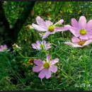 허균,허난설헌기념관 이미지