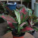 아글라오네마(Aglaonema) 이미지