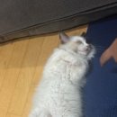 파주고양이미용 반하나캣 이미지