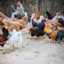 구구랜드 실키팜 이미지