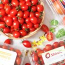 토마토인터넷 이미지