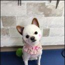 뽀송뽀송 애견미용 이미지