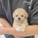 꽃강아지 이미지