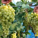 한송농장 이미지