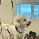 멍멍회관 이미지