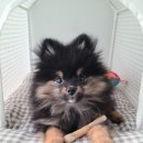 광주온누리약국 | 광주약국에서 넥스가드 스펙트라 온누리상품권 할인 구매 후기