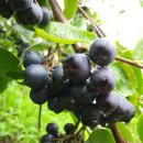 미골농장 이미지