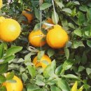 이창환농장 이미지