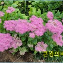 꿩의비름 이미지