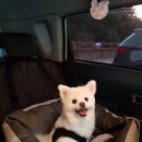 대전펫택시 이미지