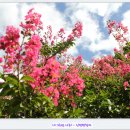 꽃에 반하다 이미지