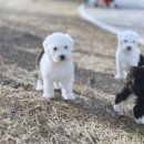 잉글리시아이원미보습학원 | 김포올드잉글리쉬쉽독분양 신비로운 매력에 푹 빠지다 정말 감동이야